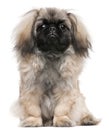 Pekingese puppy, 6 months old, sitting Royalty Free Stock Photo