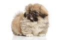 Pekingese puppy Royalty Free Stock Photo
