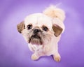 Pekingese Puppy