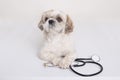 Pekingese puppy dog with stethoscope near his paws posing isolated over white background, funny vet dog being ready to treat