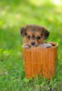 Pekingese puppy dog Royalty Free Stock Photo