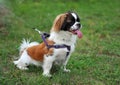 Pekingese puppy on a green Royalty Free Stock Photo