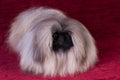 Pekingese puppy portrait at studio on red velvet background