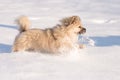 Pekingese Puppy in the snow in the winter