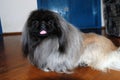 Pekingese puppy Royalty Free Stock Photo