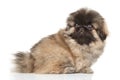 Pekingese puppy on white background