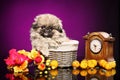 Pekingese puppy in wicker basket close by with a grandfather clock