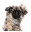 Pekingese puppy with windblown hair, 6 months old Royalty Free Stock Photo