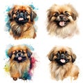 Pekingese. Realistic watercolor dog illustration. Funny doggy drawing template.