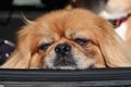 Pekingese resting head on car window