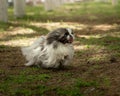 Pekingese runs and smiles. Small dog playing in park, soft focus and background light Royalty Free Stock Photo