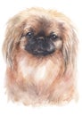 Water colour painting portrait of Pekingese 203