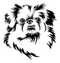 Pekingese