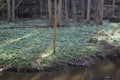 Peklo, Czechia - March 25, 2023: spring snowflake by Robecsky potok stream