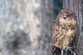 Pel fishing owl