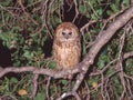 Pel\'s Fishing Owl in Botswana