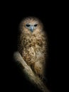 Pel`s Fishing Owl, Scotopelia Peli, Perched On Branch Isolated On Black Background. Large African Nocturnal Owl.