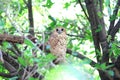 Pel`s Fishing Owl