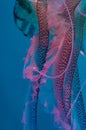 Pelagia noctiluca Royalty Free Stock Photo