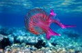 Mauve stinger purple jellyfish - Pelagia noctiluca