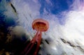 Mauve stinger purple jellyfish - Pelagia noctiluca