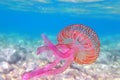 Mauve stinger purple jellyfish - Pelagia noctiluca Royalty Free Stock Photo