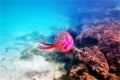 Mauve stinger purple jellyfish - Pelagia noctiluca Royalty Free Stock Photo