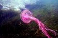 Mauve stinger purple jellyfish - Pelagia noctiluca