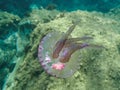 Pelagia noctiluca Jellyfish in the Mediterranean sea . jellyfish in the algeria sea . jijel Royalty Free Stock Photo