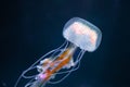 Pelagia noctiluca jellyfish underwater Royalty Free Stock Photo