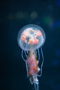 Pelagia noctiluca jellyfish underwater