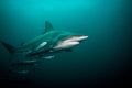 Pelagic Black Tip shark swimming underwater, full length shot.