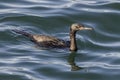 Pelagic Cormorant bird