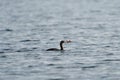 Pelagic Cormorant feeding at seaside