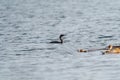 Pelagic Cormorant feeding at seaside