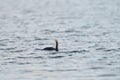 Pelagic Cormorant feeding at seaside