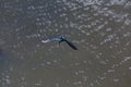 Pelagic Cormorant