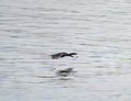 Pelagic Cormorant flying at seaside