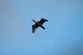 Pelagic Cormorant flying at seaside Royalty Free Stock Photo