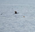 Pelagic Cormorant flying at seaside