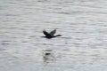 Pelagic Cormorant flying at seaside