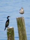 Pelagic cormorant