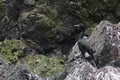 Pelagic Cormorant Royalty Free Stock Photo