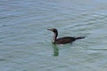 Pelagic Cormorant bird Royalty Free Stock Photo