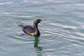 Pelagic Cormorant bird Royalty Free Stock Photo