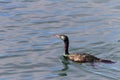 Pelagic Cormorant bird Royalty Free Stock Photo