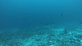 Pelagic Thresher Fox Shark, Alopias pelagicus, underwater swim in blue ocean.