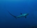 Pelagic Thresher Shark Alopias pelagicus