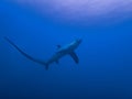 Pelagic Thresher Shark Alopias pelagicus