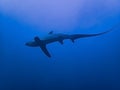 Pelagic Thresher Shark Alopias pelagicus Royalty Free Stock Photo